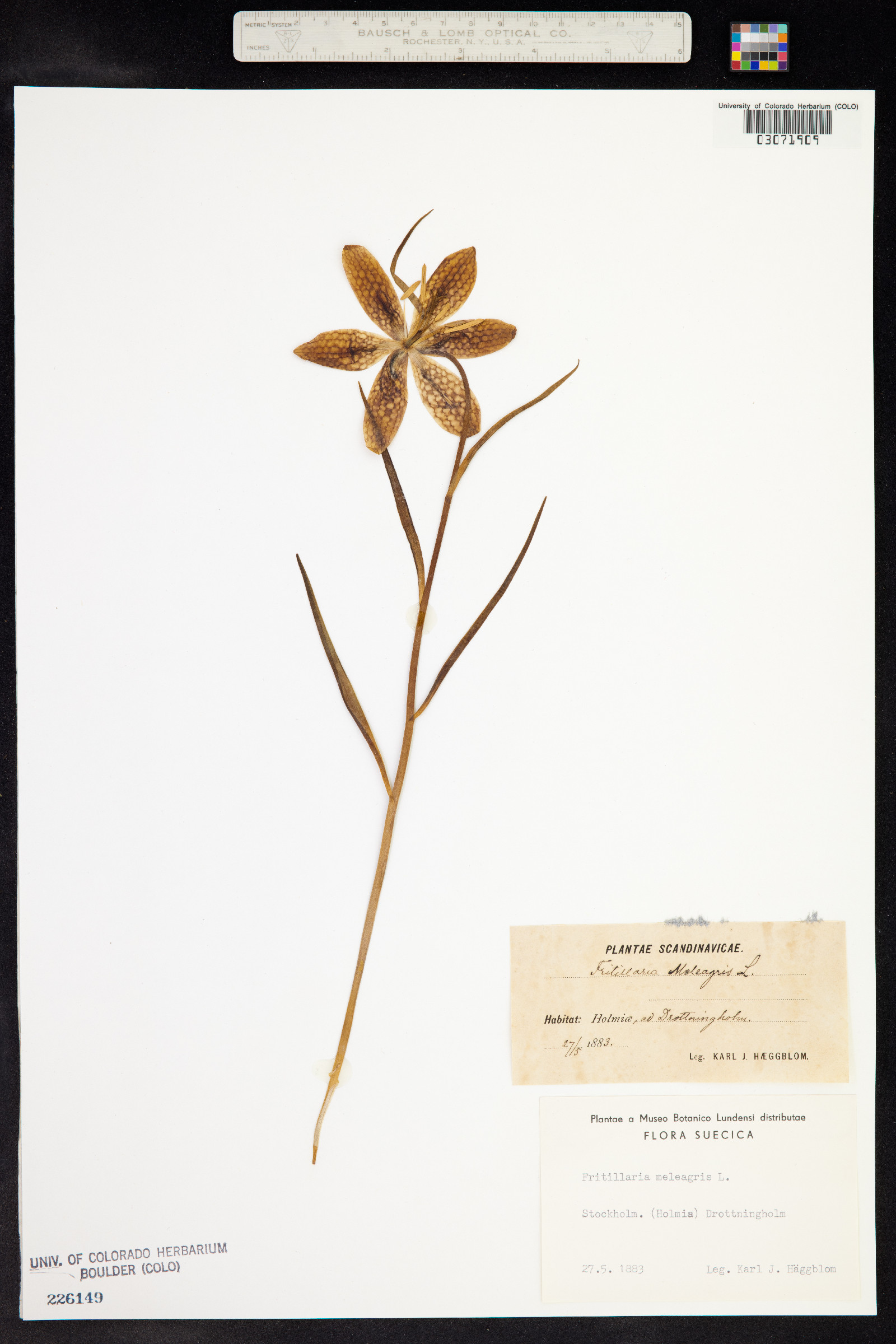 Fritillaria meleagris image