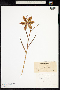 Image of Fritillaria meleagris