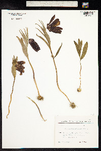 Fritillaria latifolia image