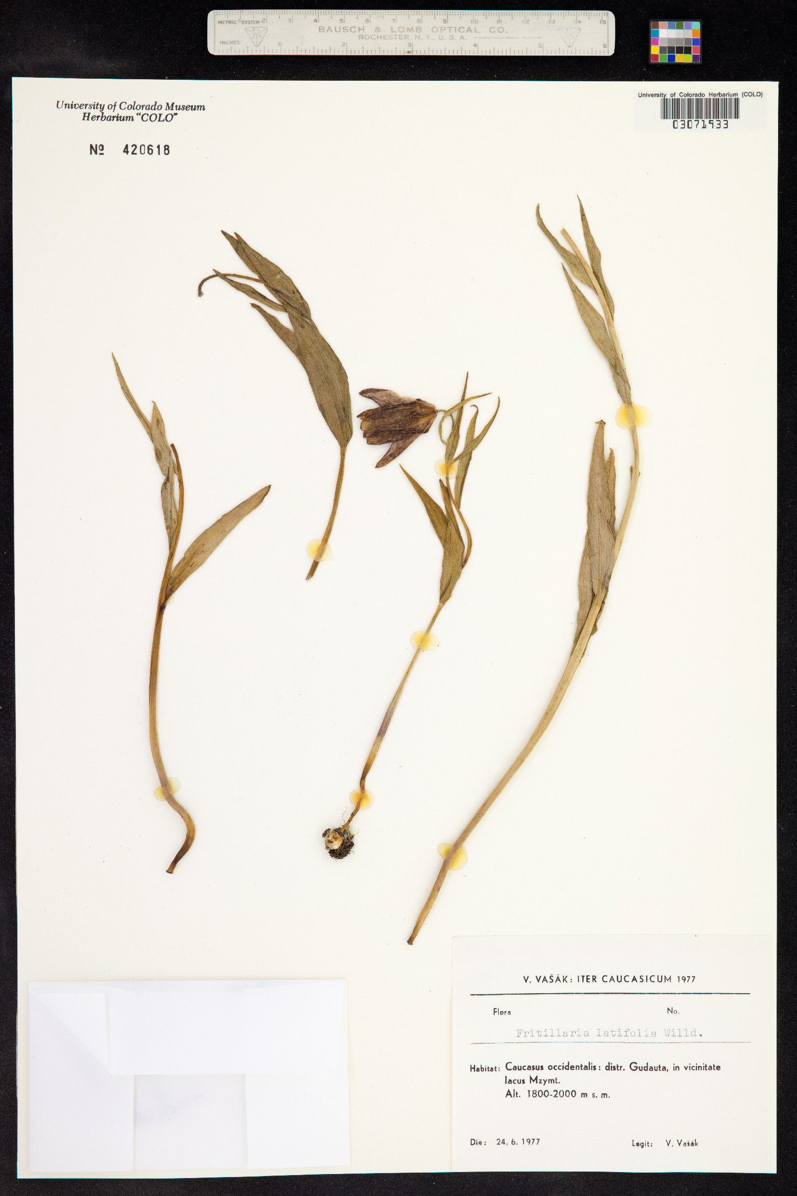 Fritillaria latifolia image