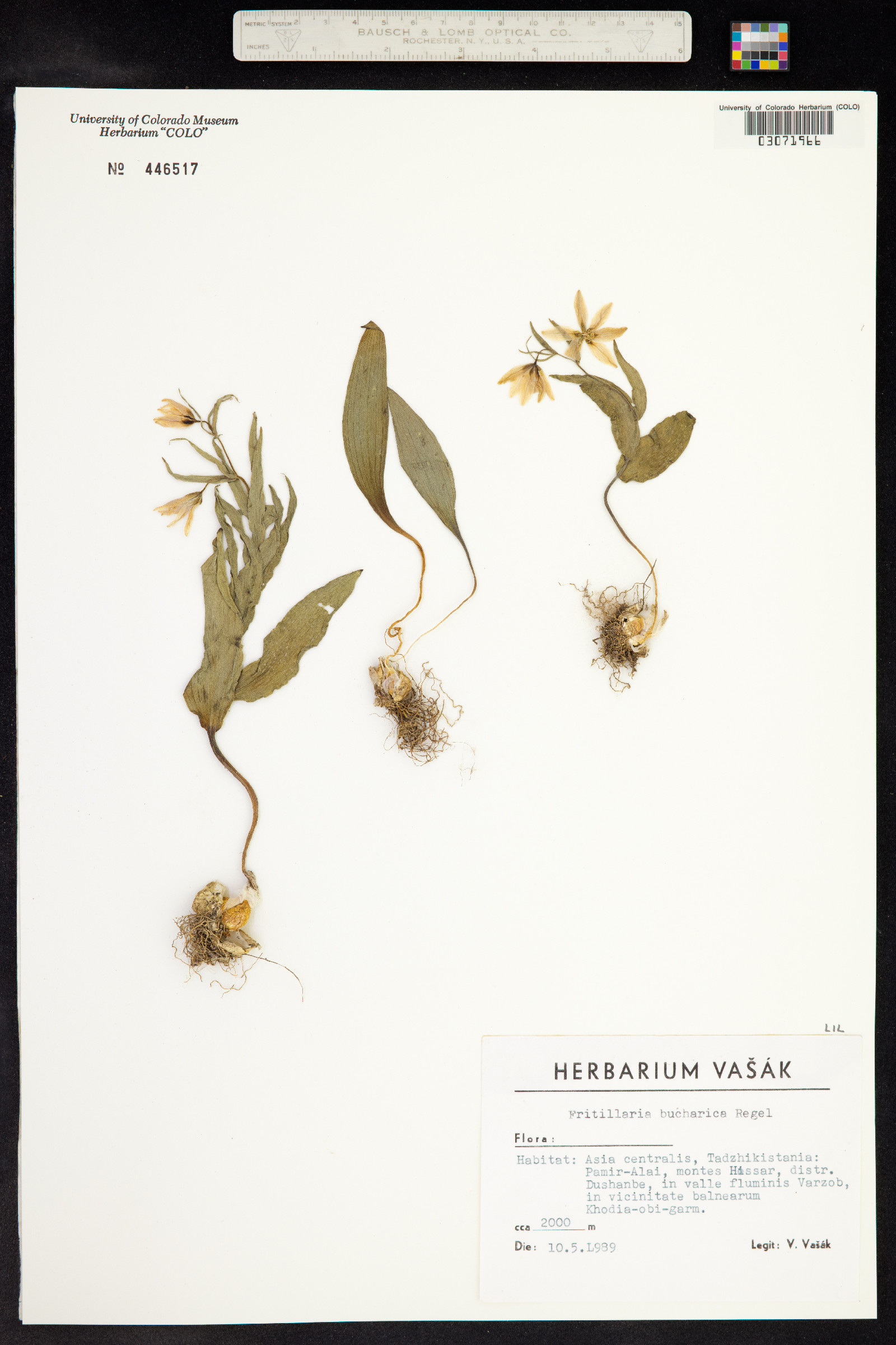 Fritillaria bucharica image