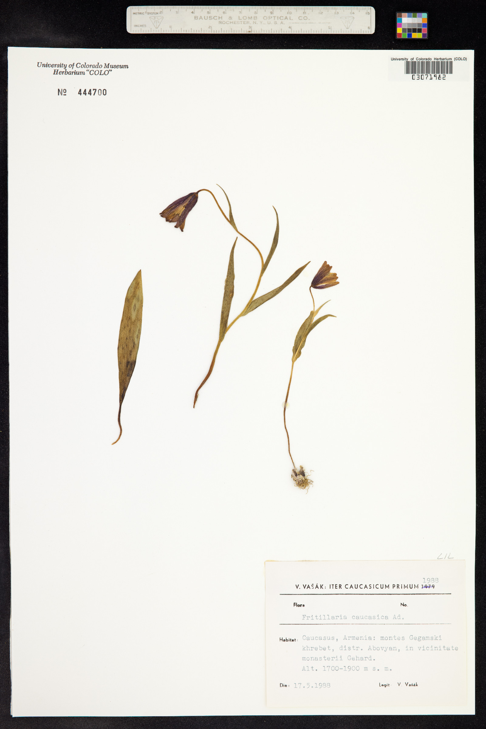 Fritillaria caucasica image