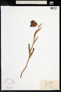 Fritillaria pyrenaica image