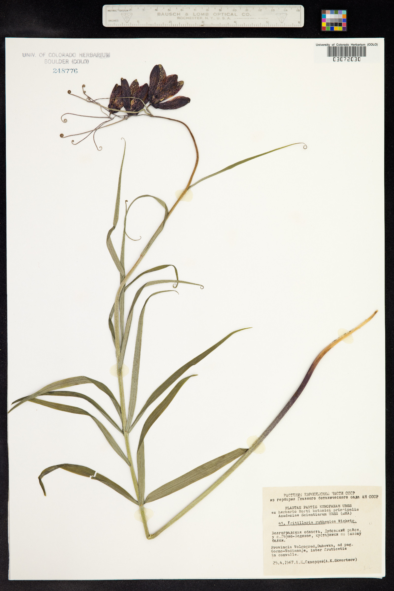 Fritillaria ruthenica image