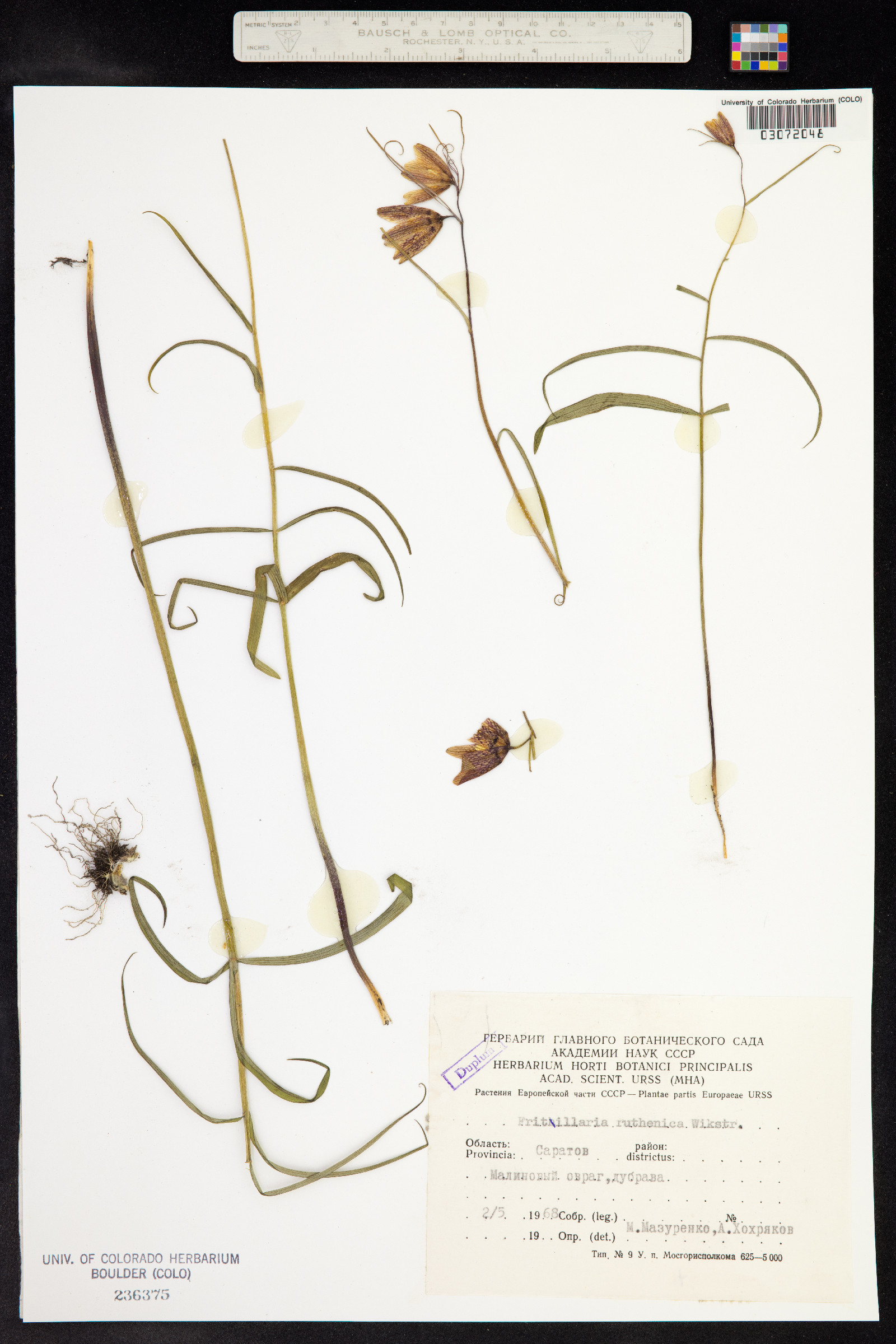 Fritillaria ruthenica image