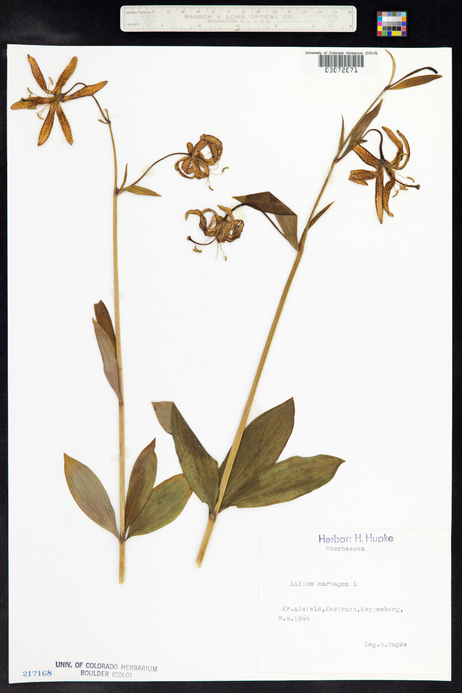 Lilium martagon image
