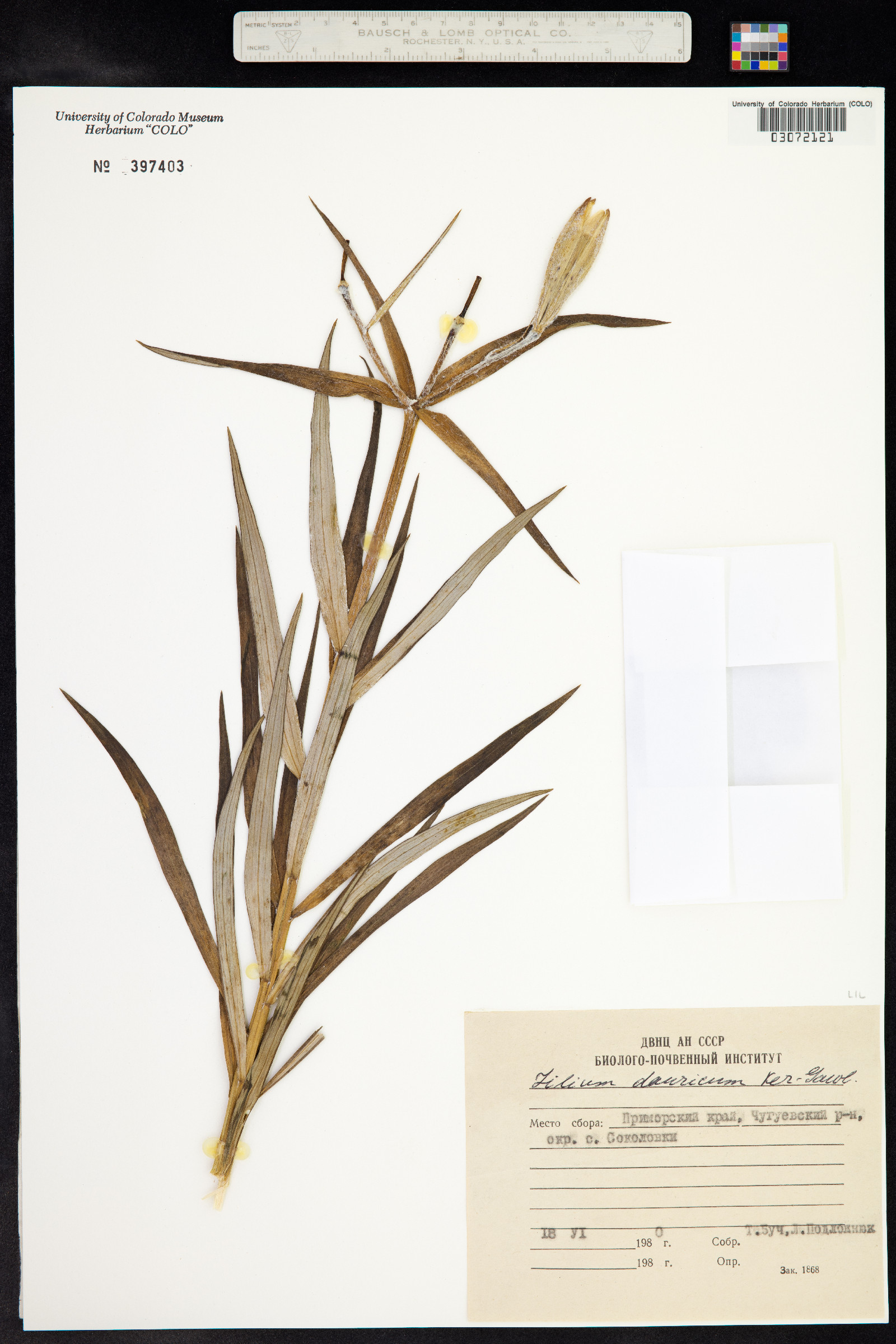 Lilium dauricum image