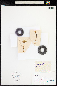 Gagea bohemica image
