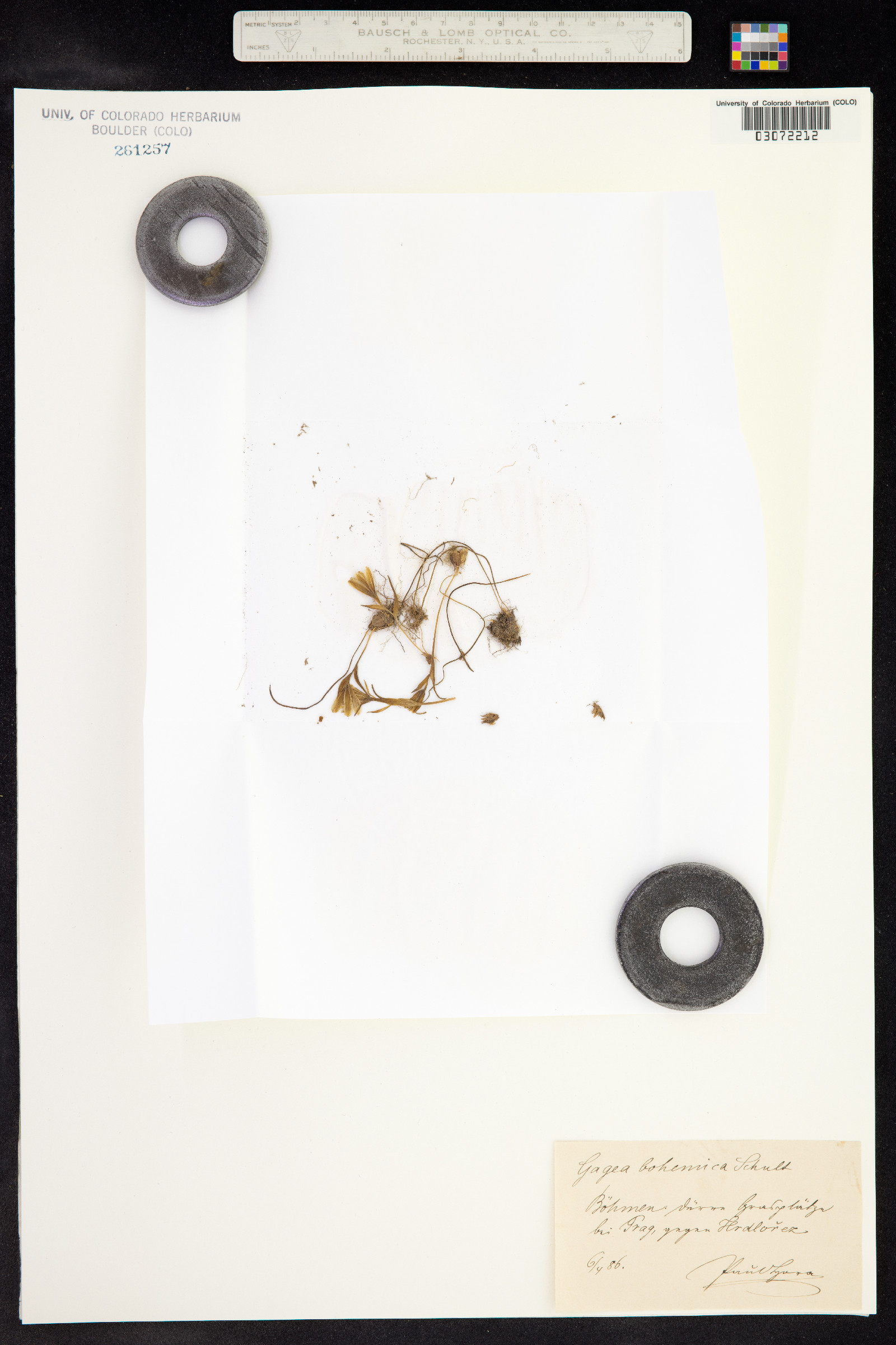 Gagea bohemica image