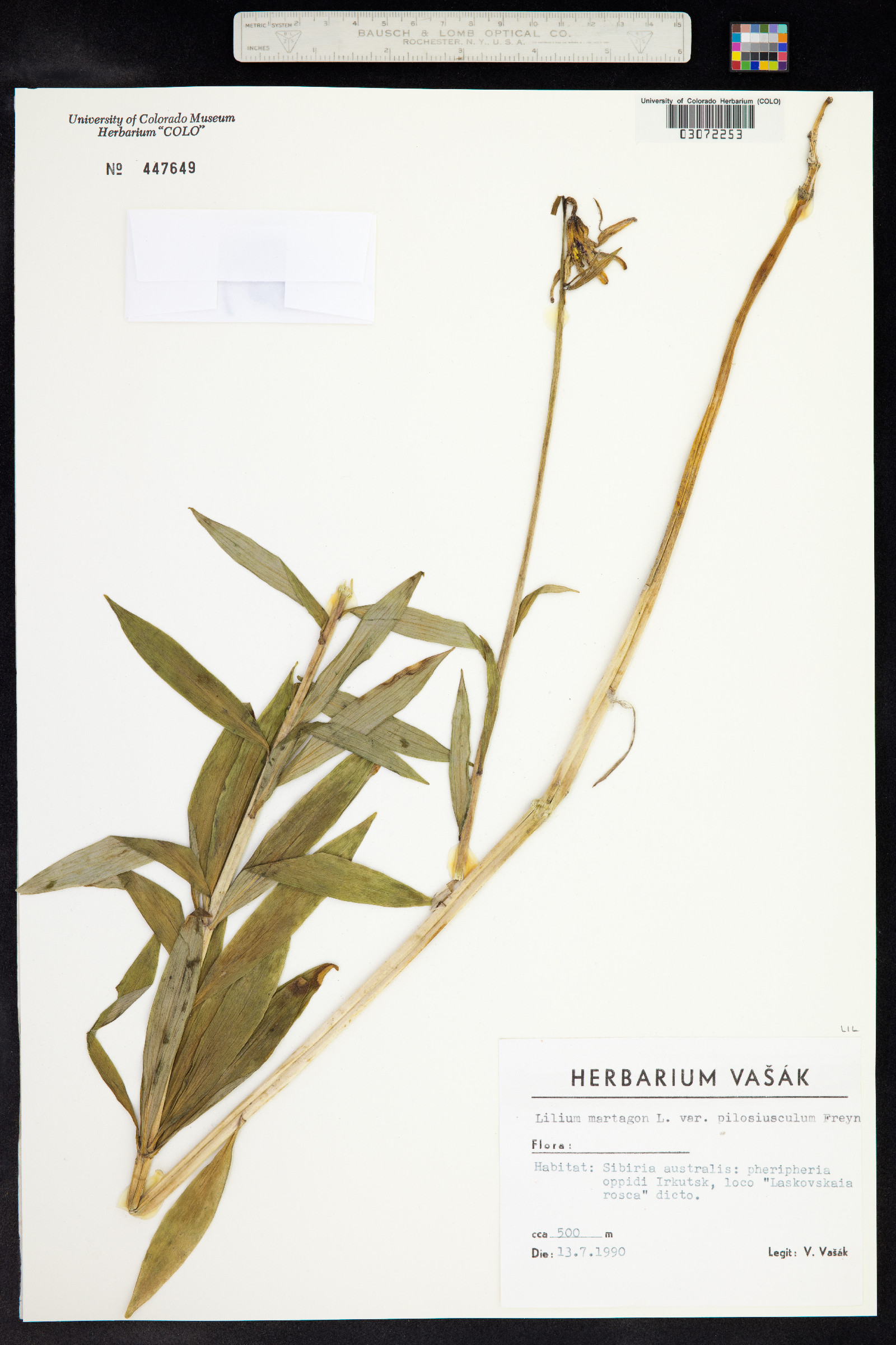 Lilium martagon image
