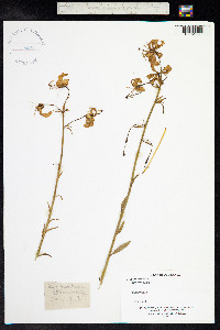 Lilium martagon image