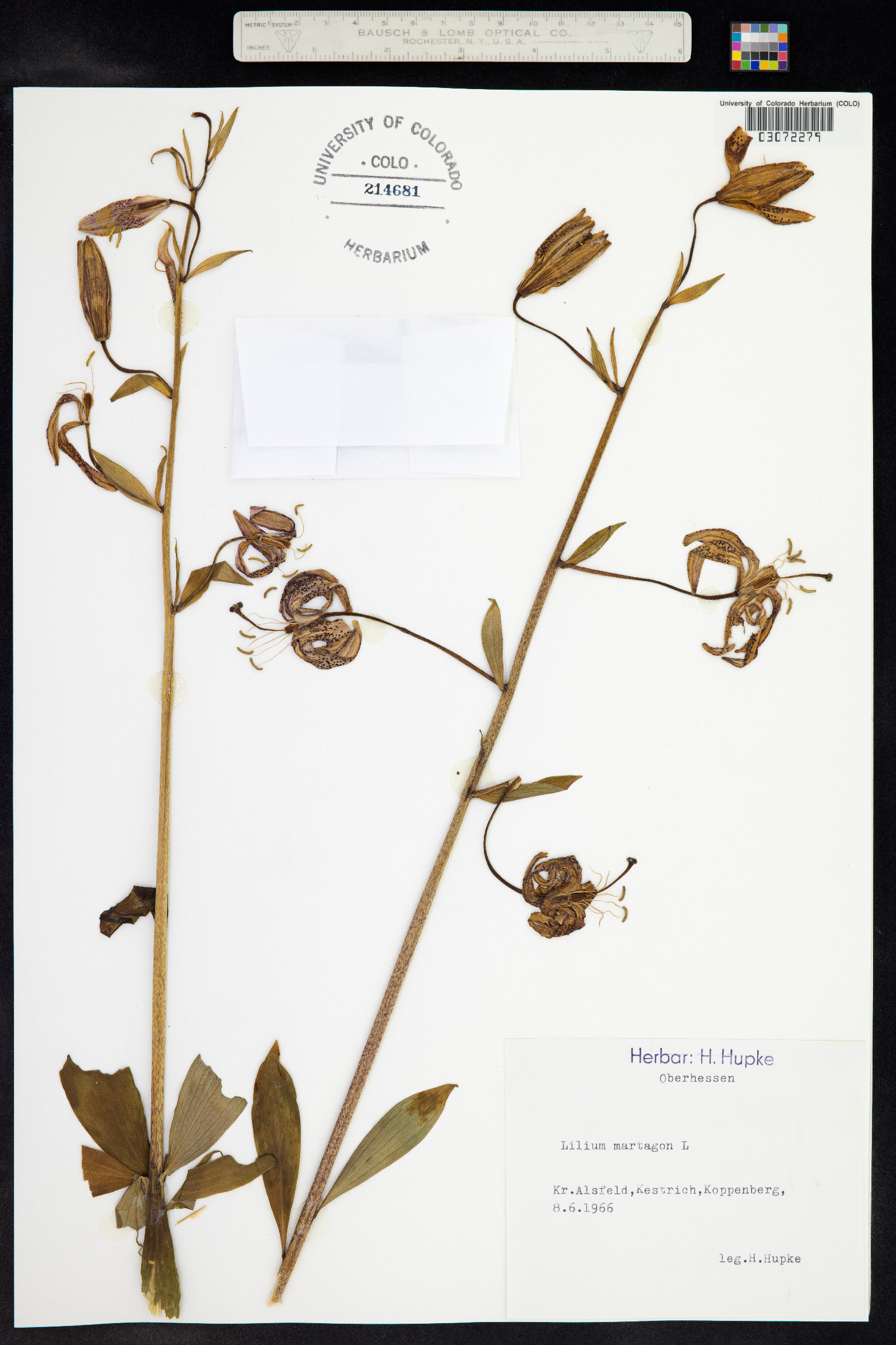 Lilium image