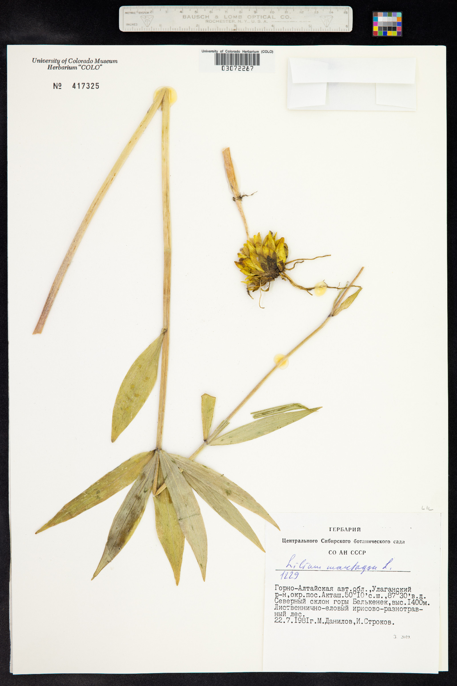 Lilium martagon image