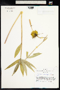 Lilium martagon image