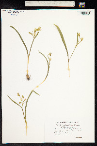 Gagea lutea image