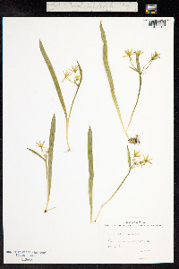 Gagea lutea image