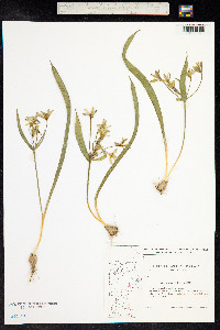 Gagea lutea image