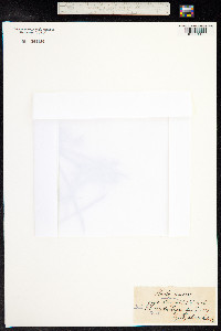 Gagea pratensis image