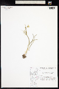 Gagea spathacea image