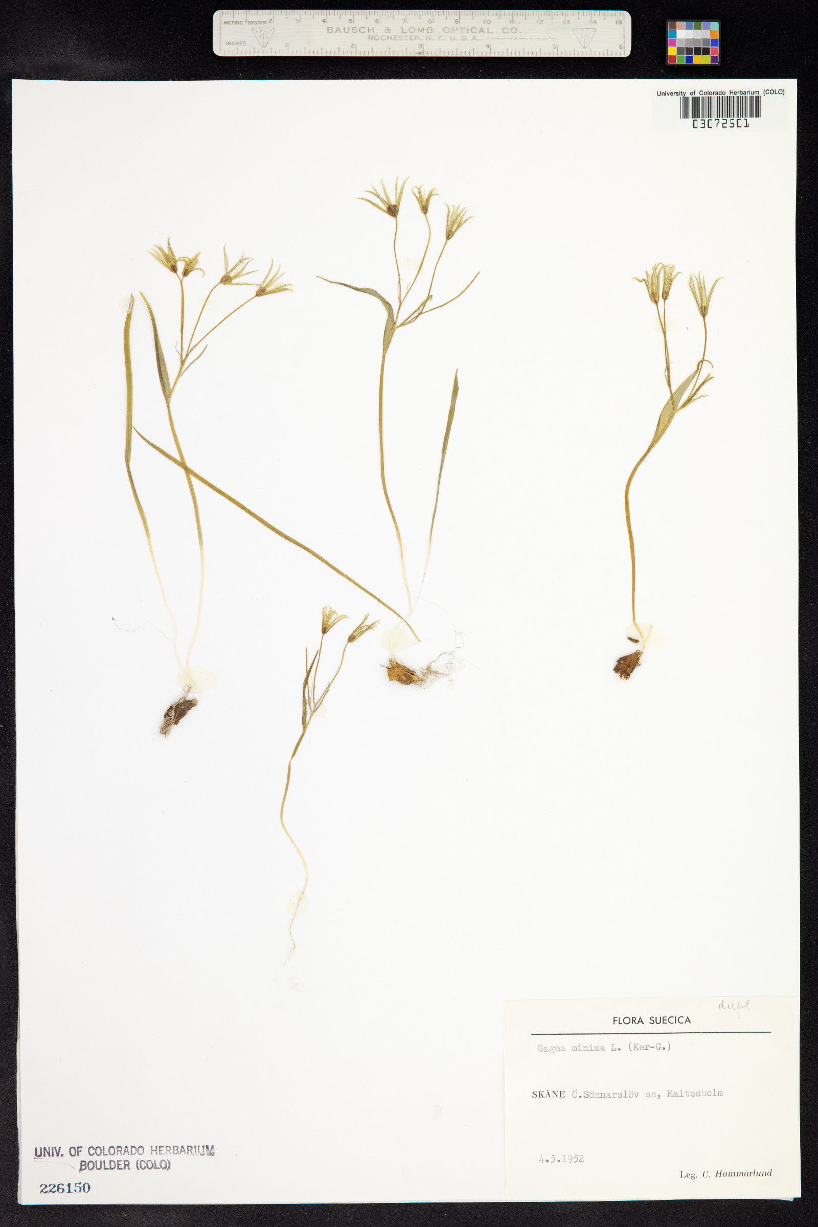 Gagea minima image