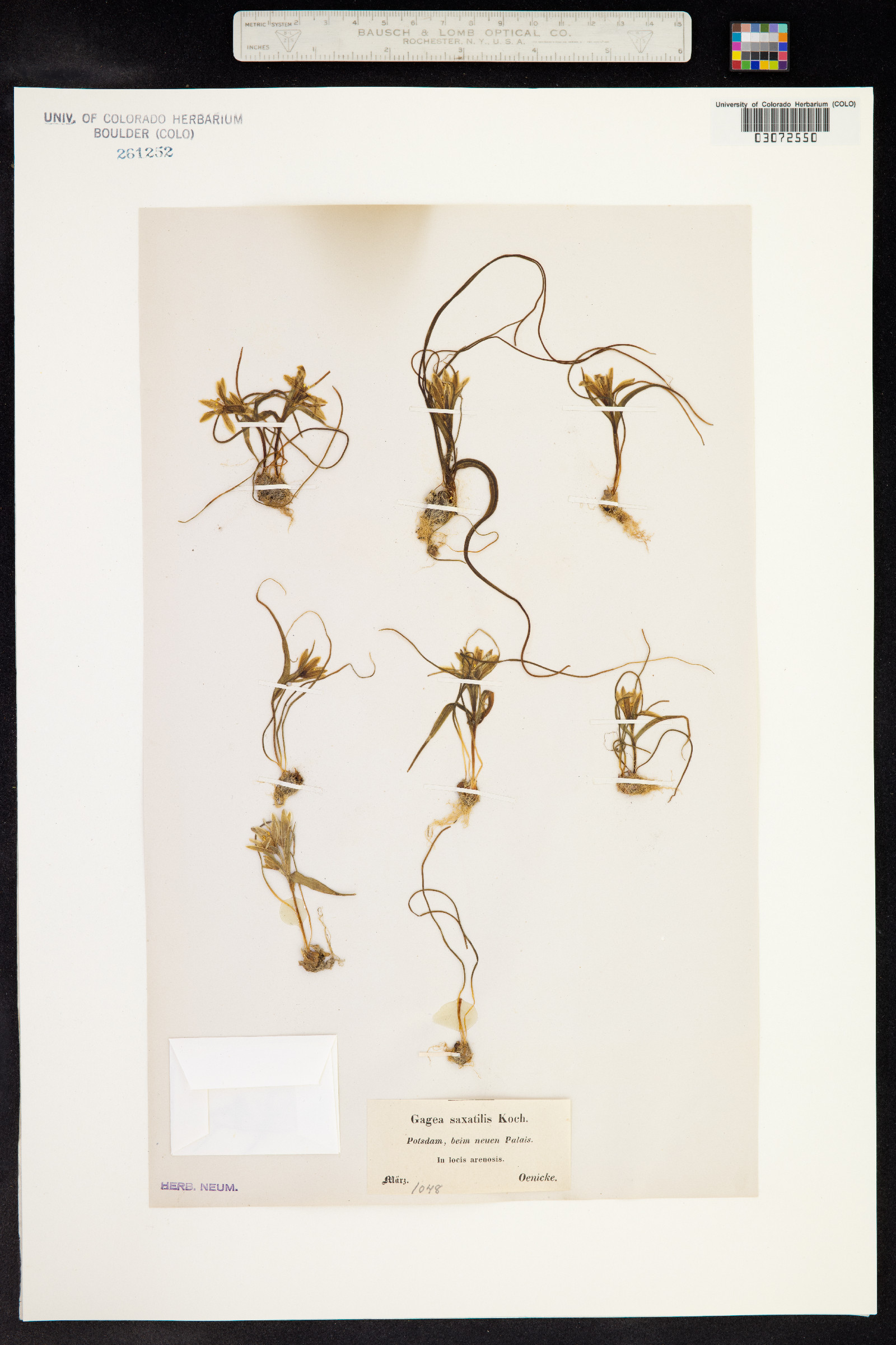 Gagea fragifera image