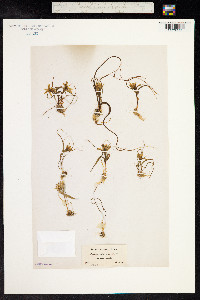 Gagea fragifera image