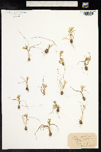 Gagea fragifera image