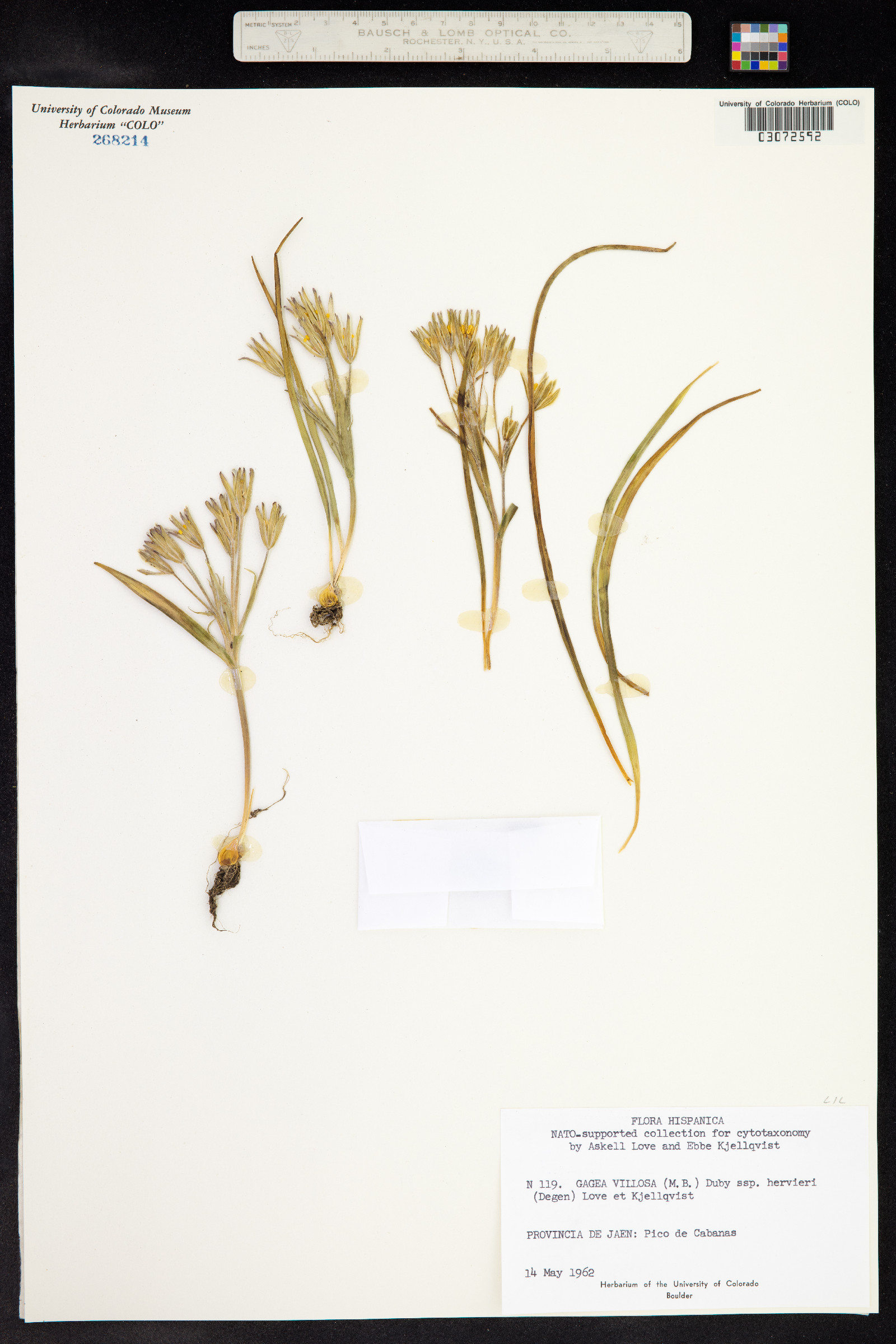 Gagea villosa image