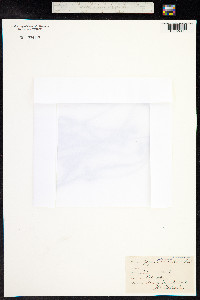 Gagea pratensis image