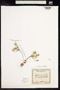 Gagea minima image