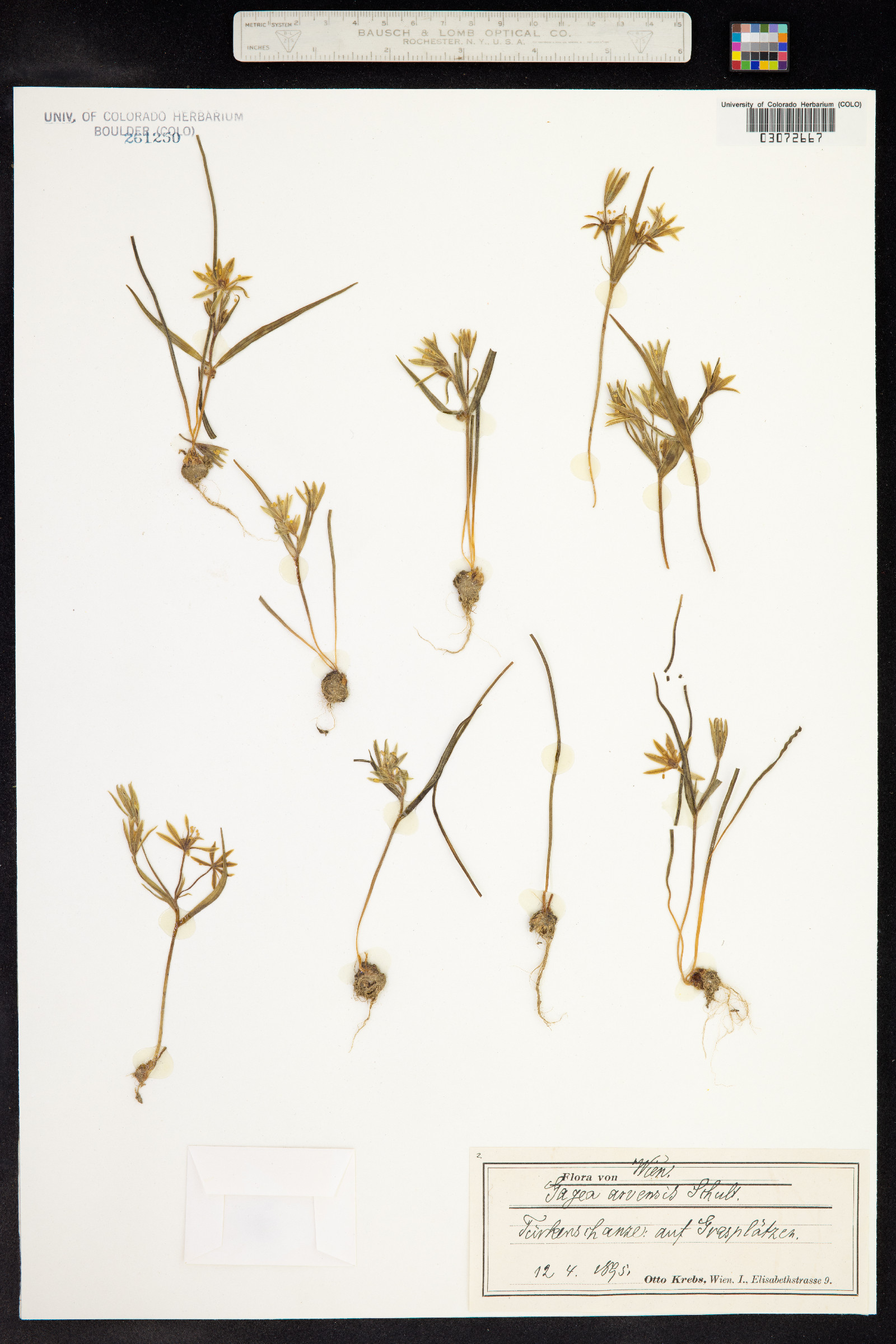 Gagea minima image