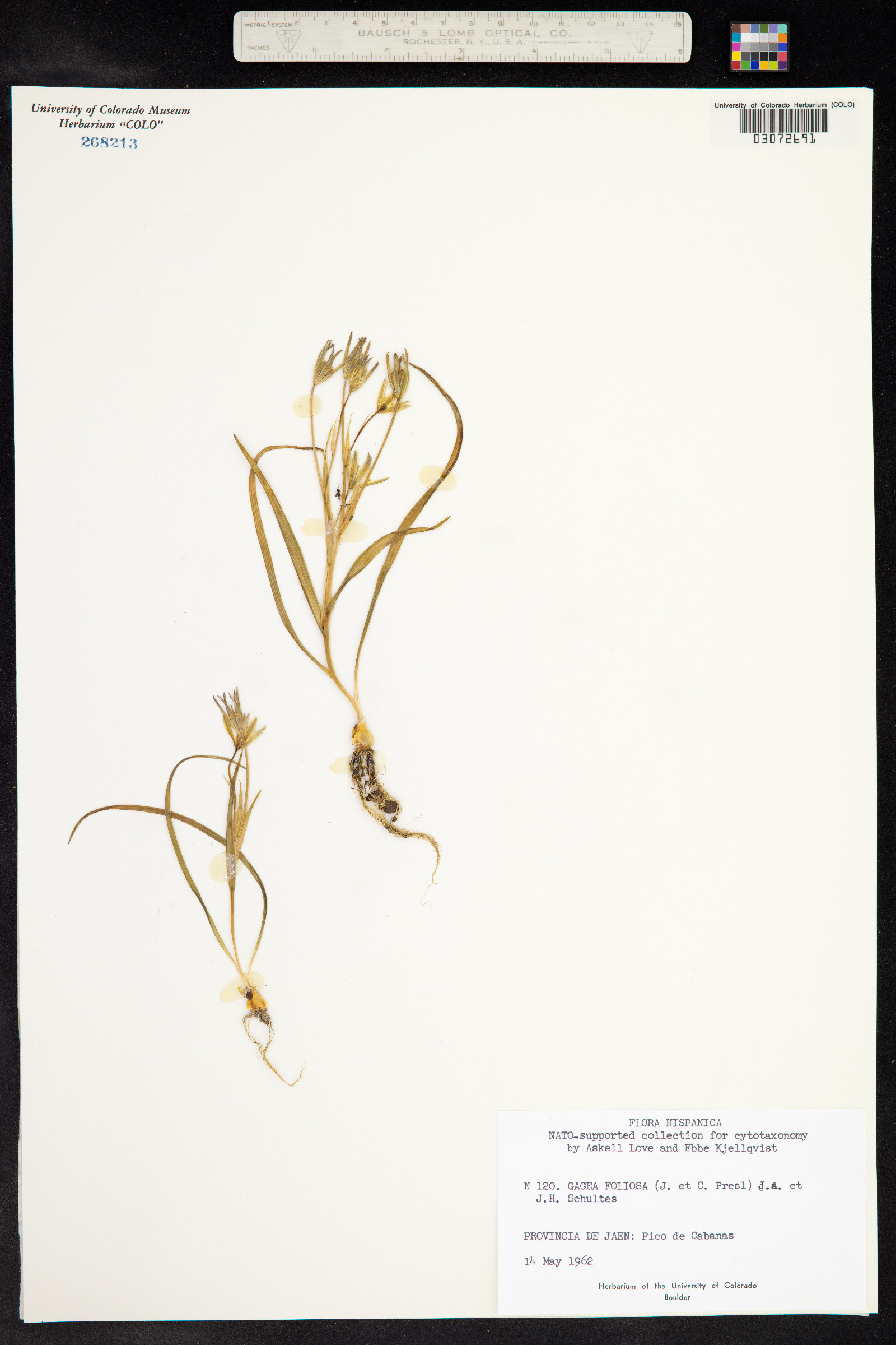 Gagea foliosa image