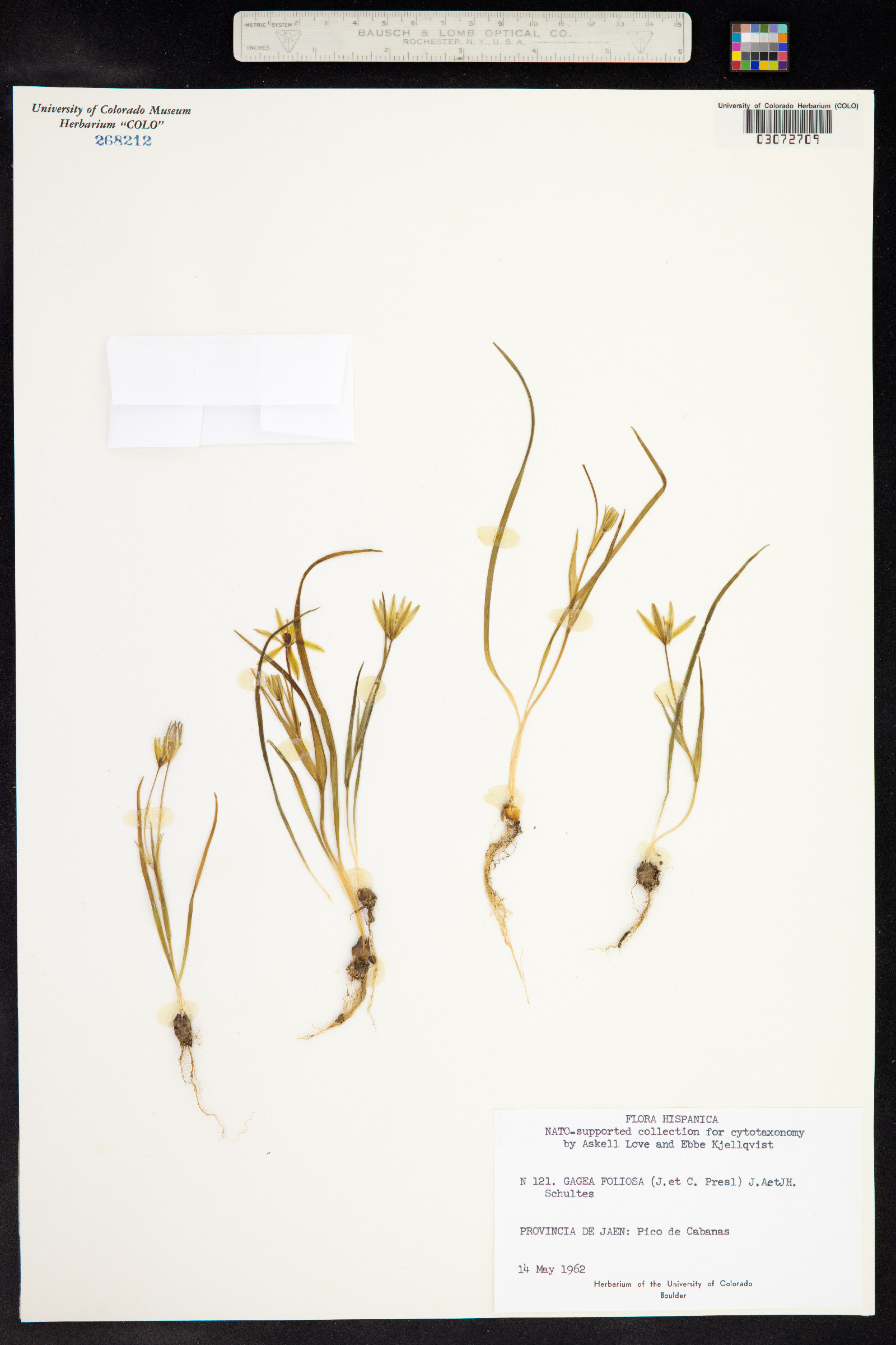 Gagea foliosa image
