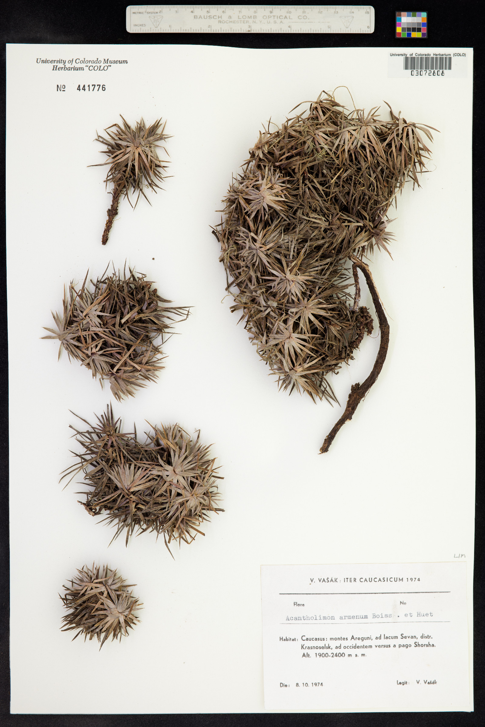 Acantholimon armenum image