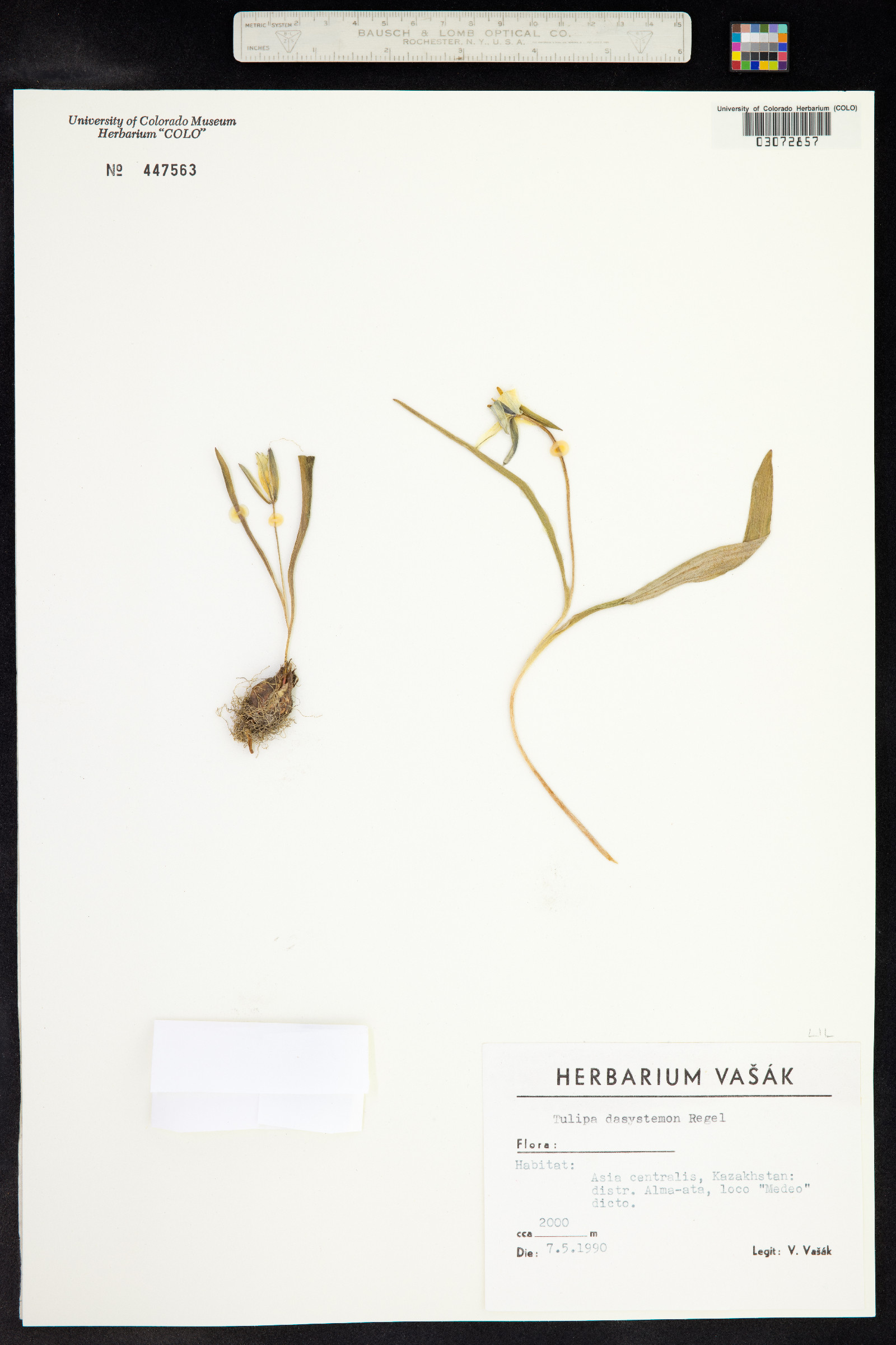 Tulipa image