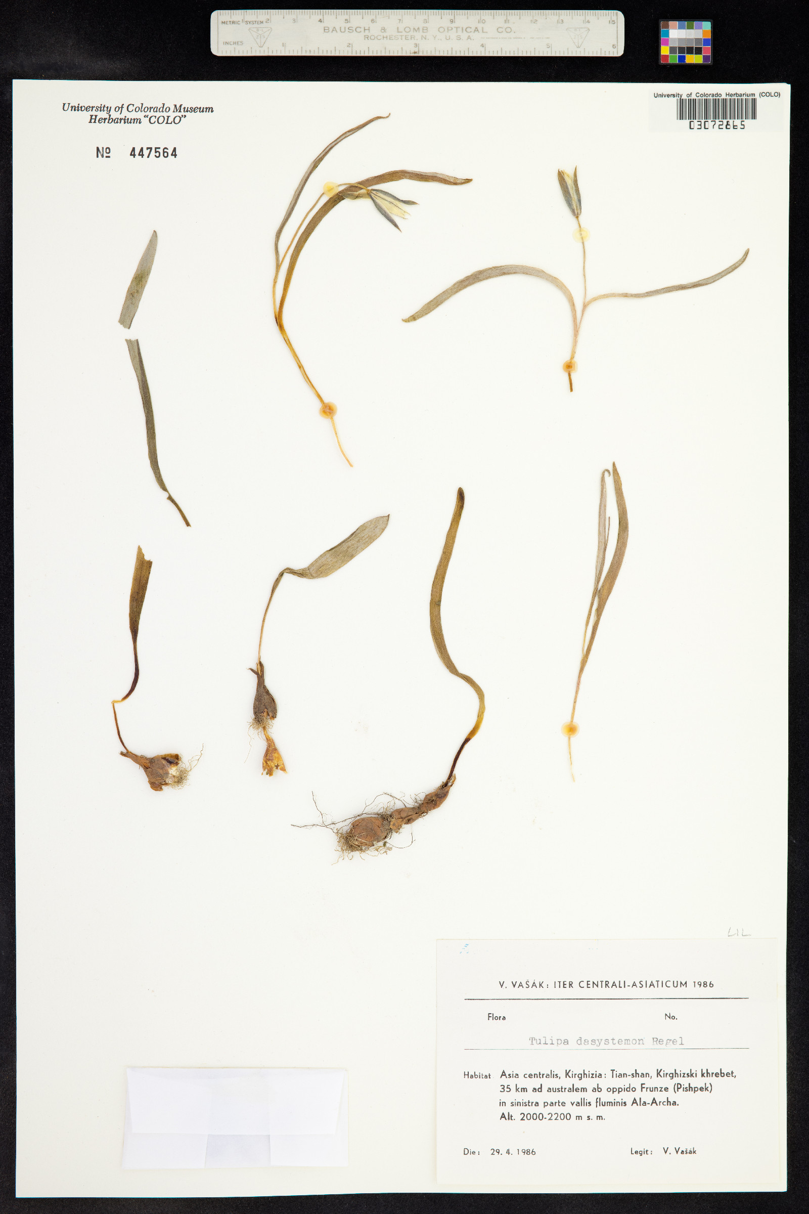 Tulipa dasystemon image