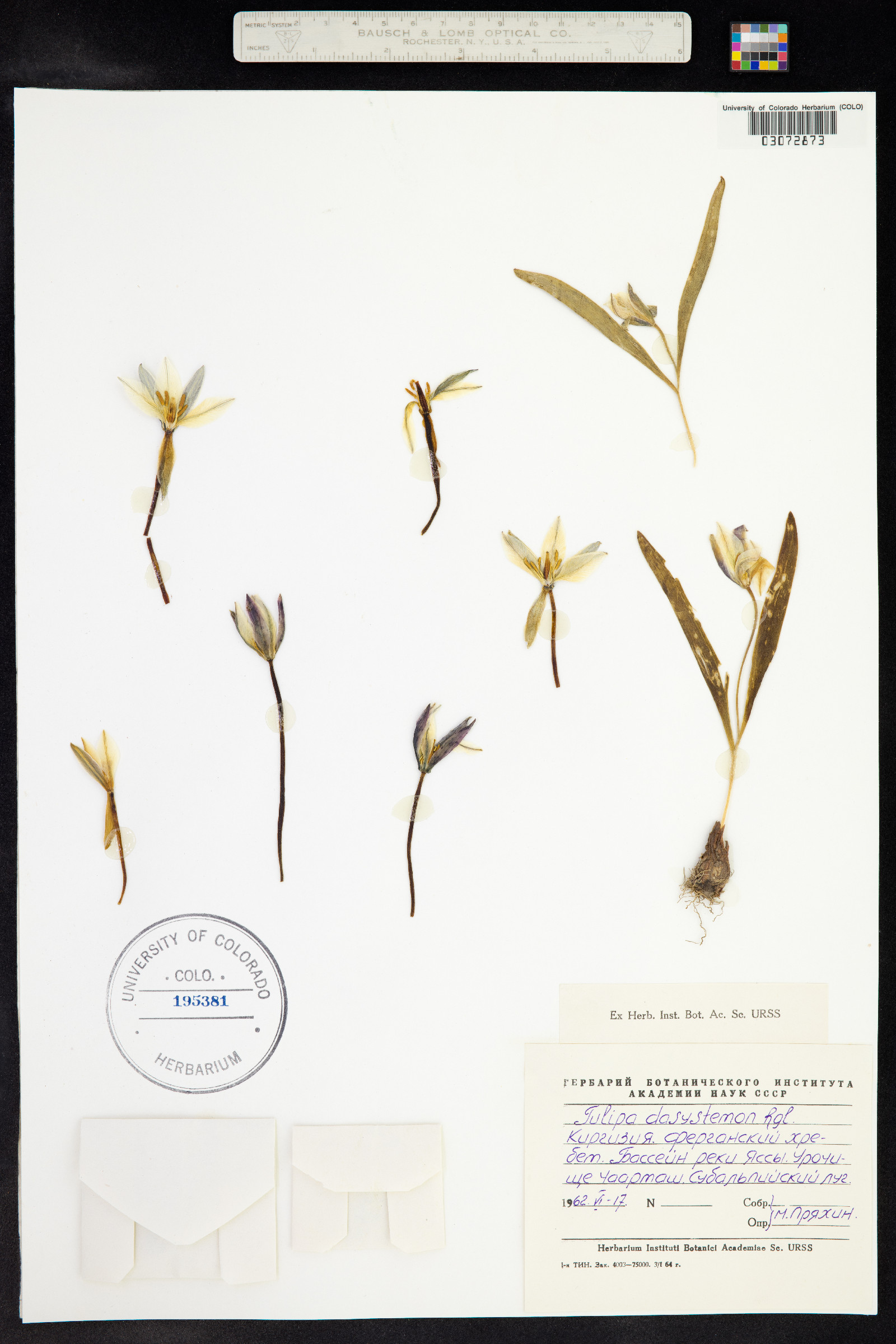 Tulipa dasystemon image