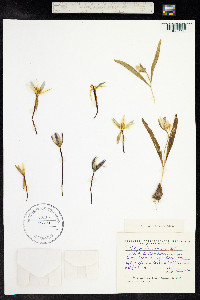 Tulipa dasystemon image