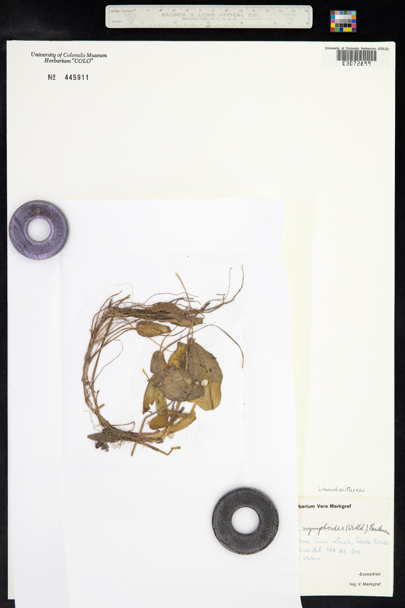 Hydrocleys nymphoides image
