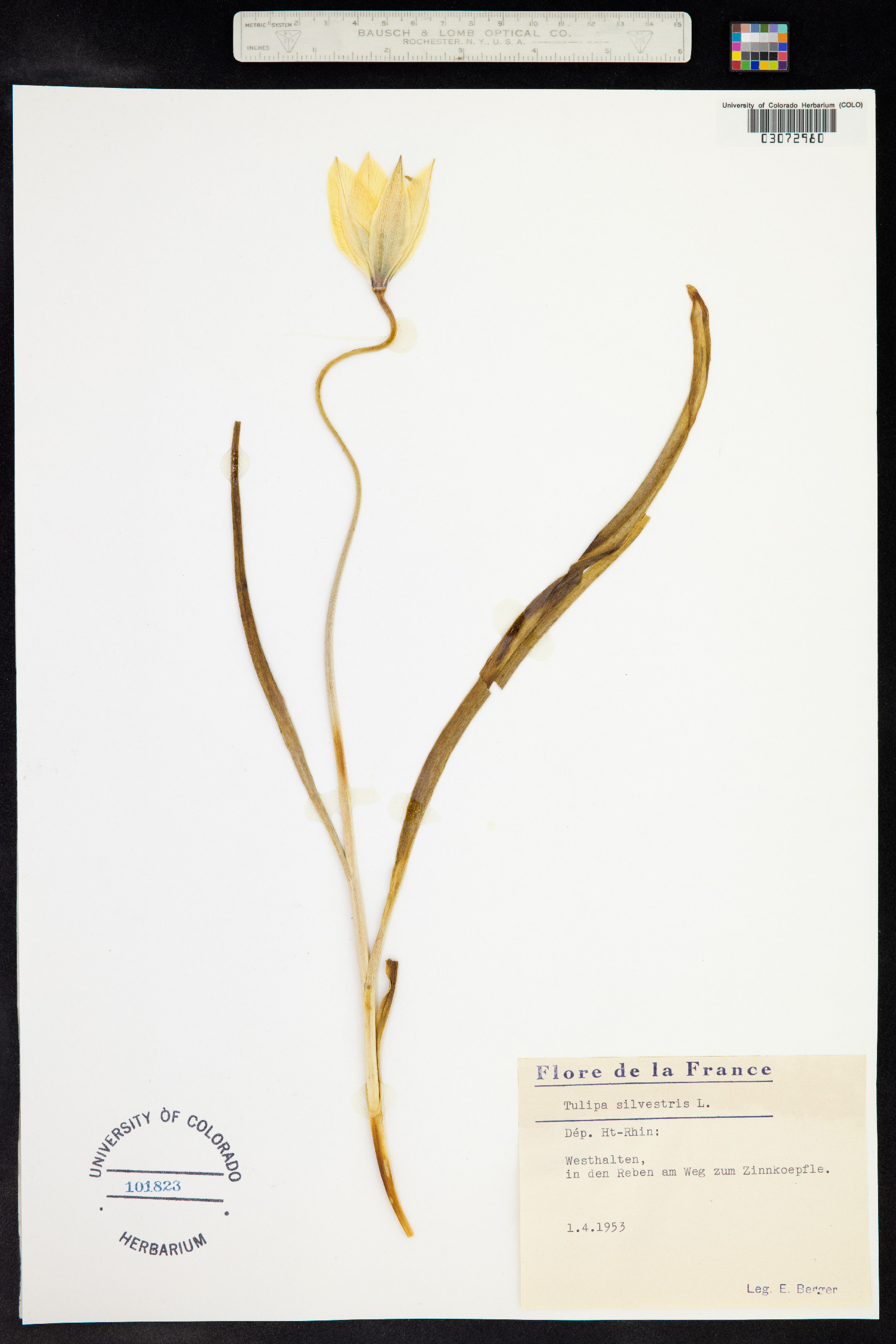 Tulipa sylvestris image