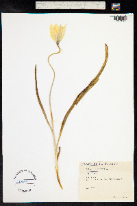 Image of Tulipa sylvestris