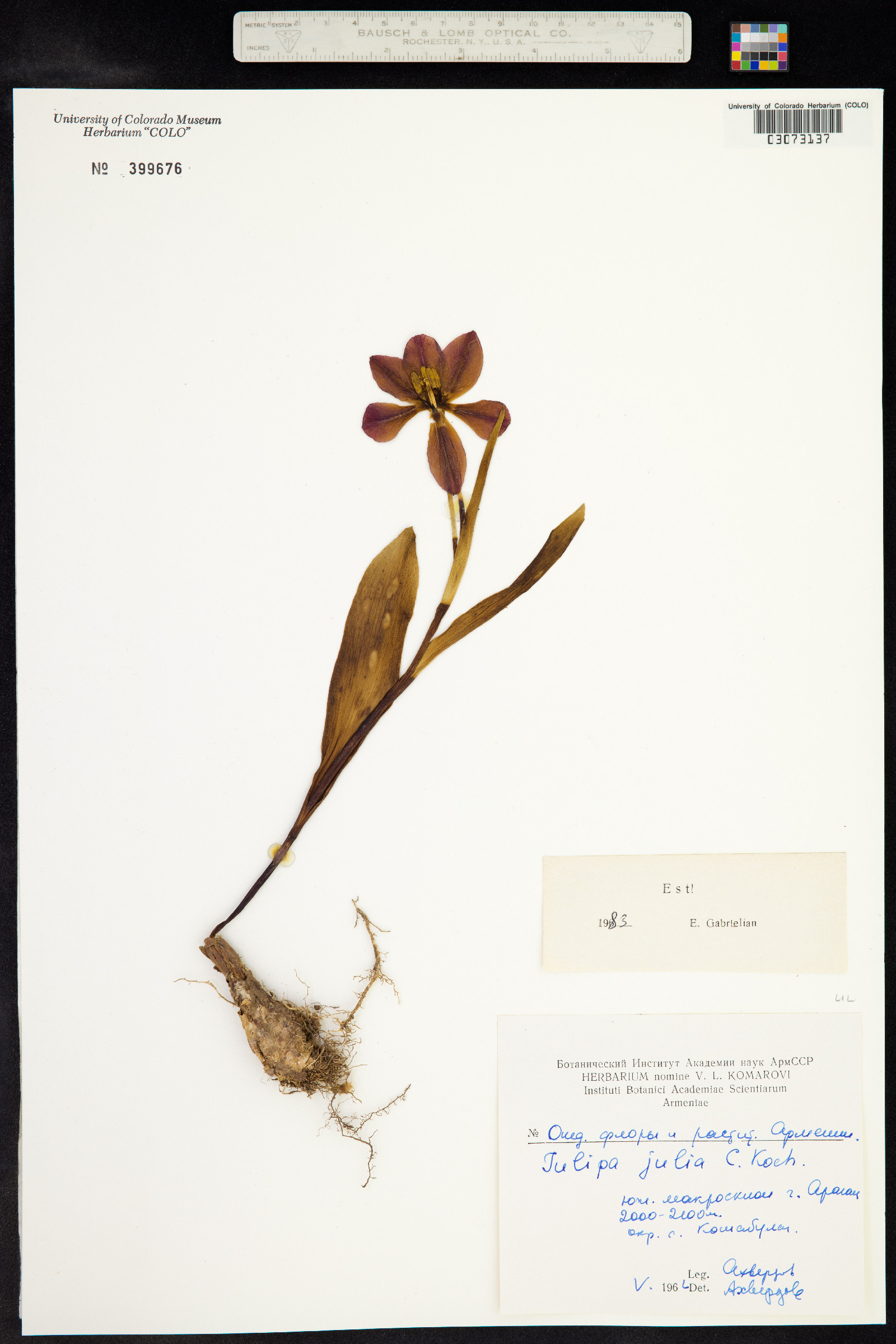 Tulipa julia image