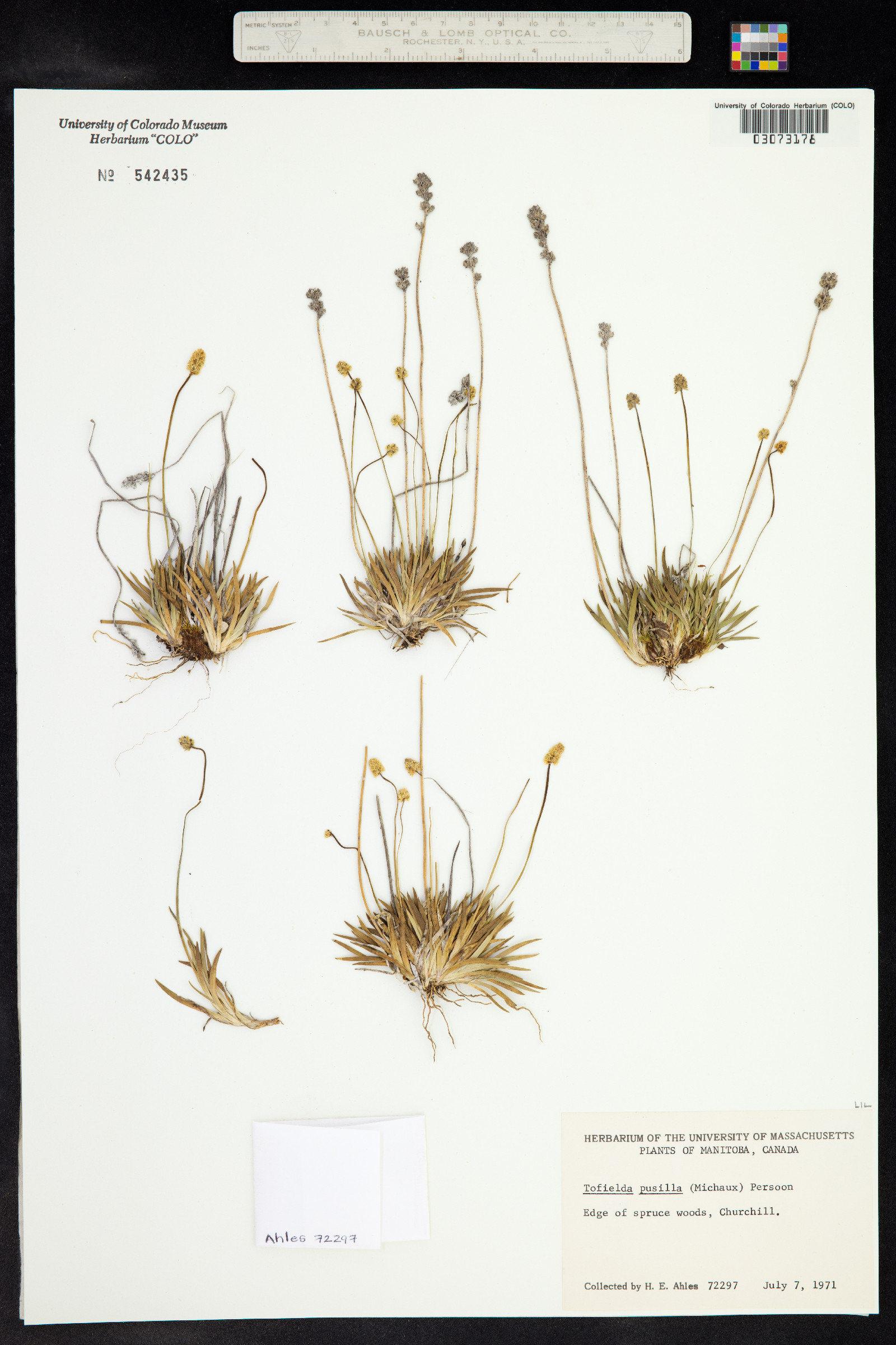 Tofieldia pusilla image