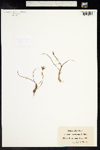 Lloydia serotina image