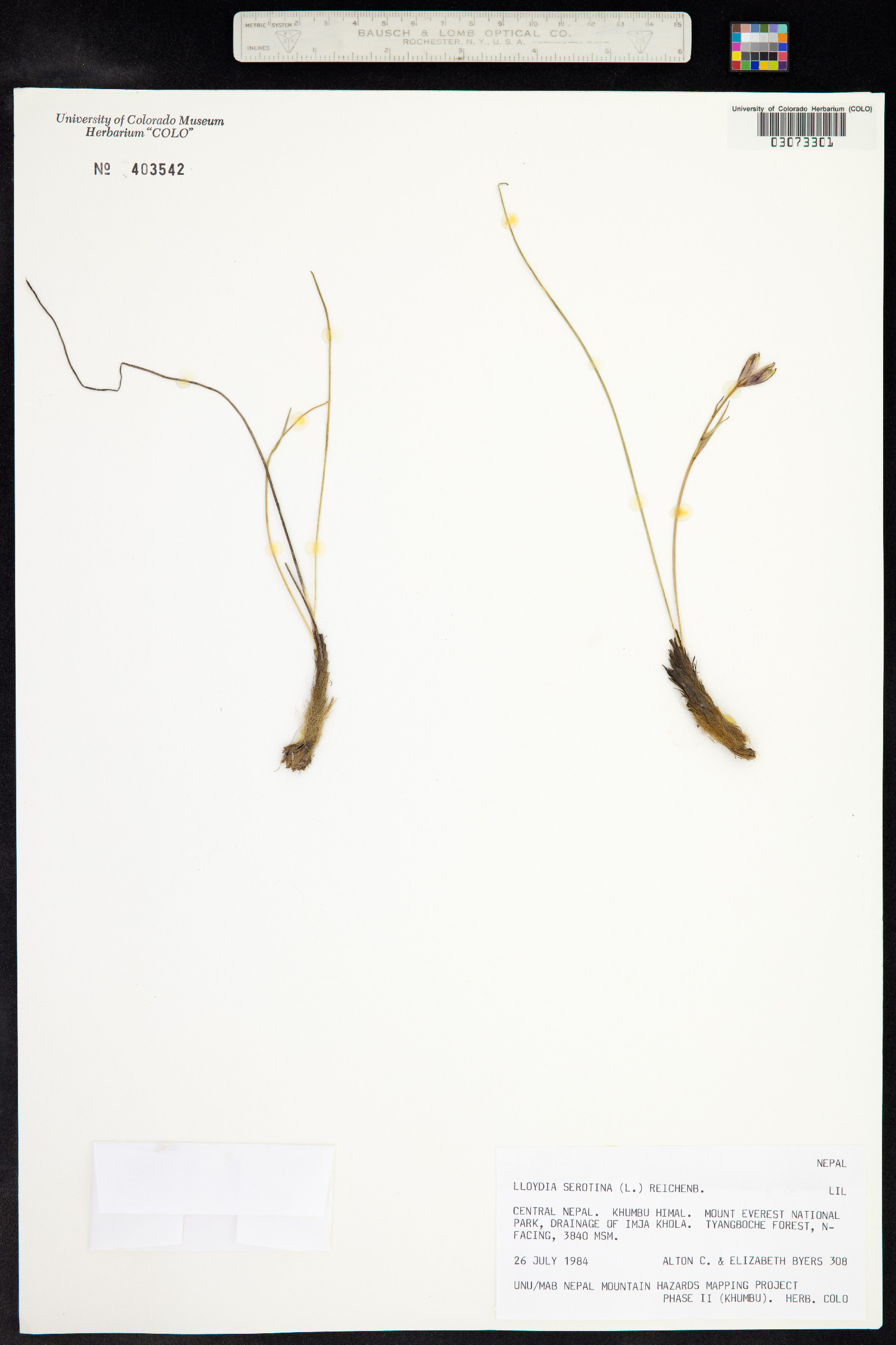 Lloydia serotina image