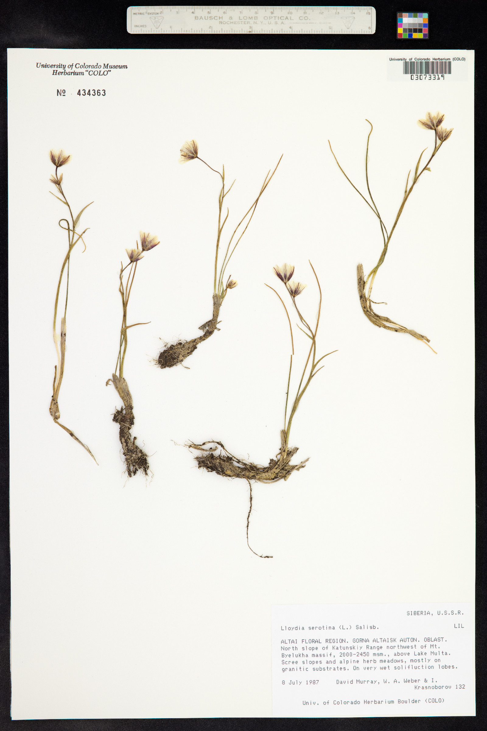 Lloydia image