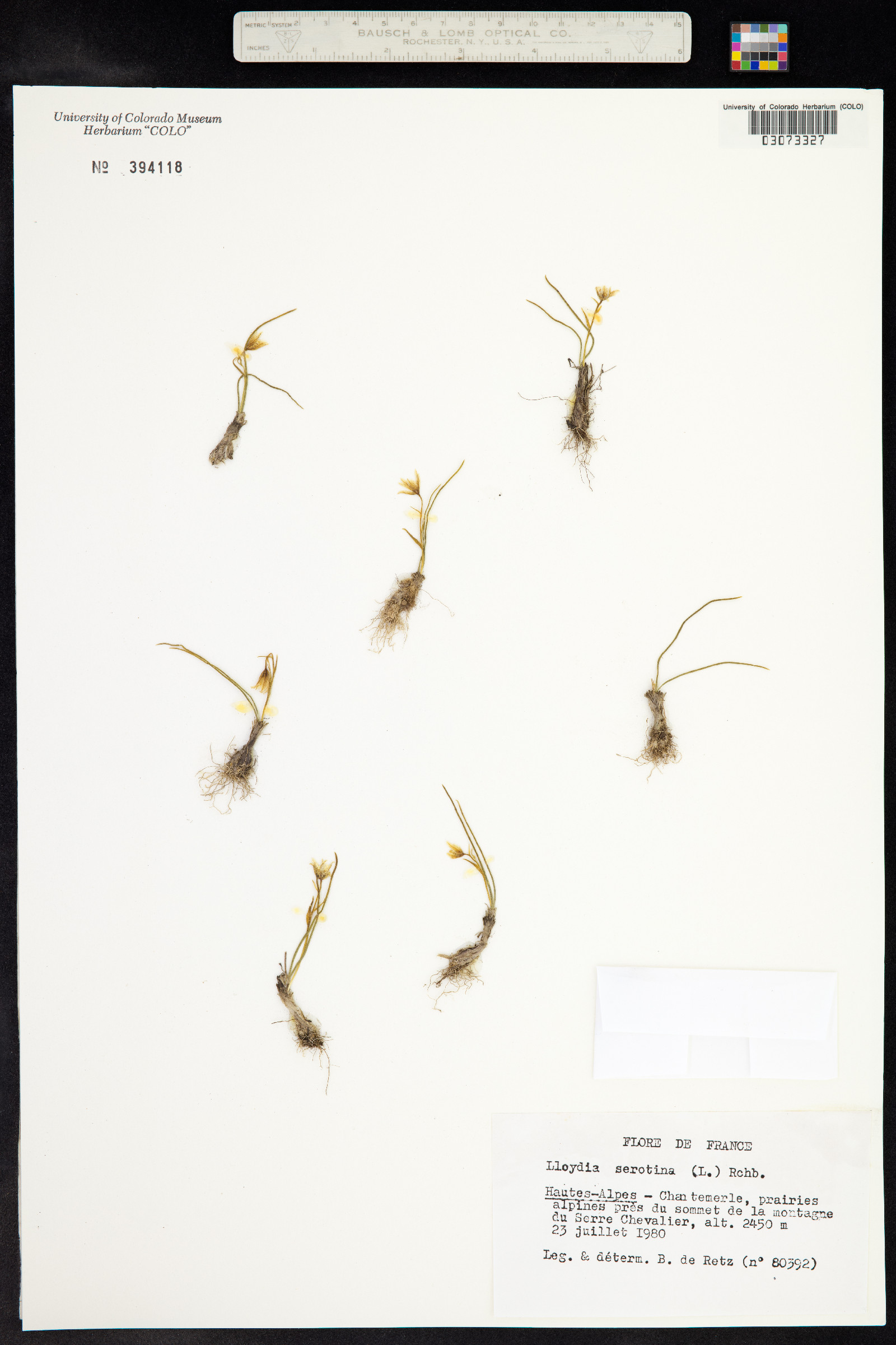 Lloydia serotina image