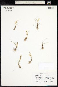 Lloydia serotina image