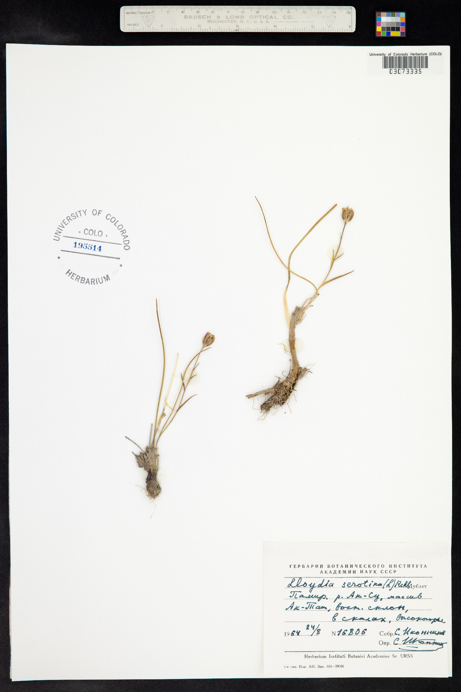 Lloydia serotina image