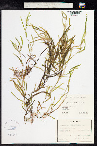 Potamogeton obtusifolius image